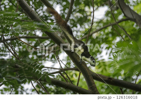 A variable squirrel on a tree in Thailand. on a branch in the garden. 126316018