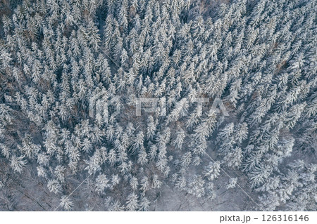 Many of the trees covered in snow. Top aerial view of forest in the Carpathian mountains. Majestic background 126316146