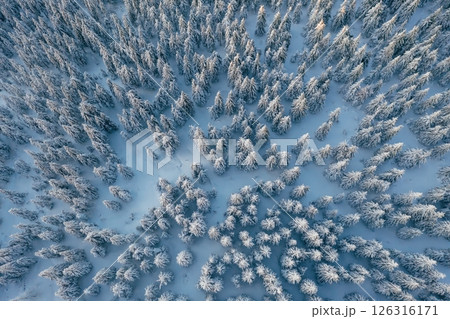 Top aerial view of trees covered in snow in the Carpathian mountains. Majestic background Top aerial view of trees covered in snow in the Carpathian mountains. Majestic background 126316171
