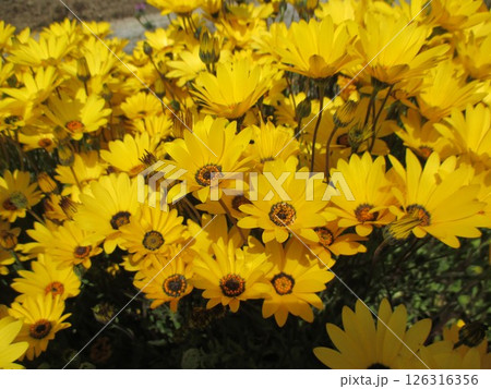 春、美しい黄色の大輪を咲かせたキンセンカ 126316356