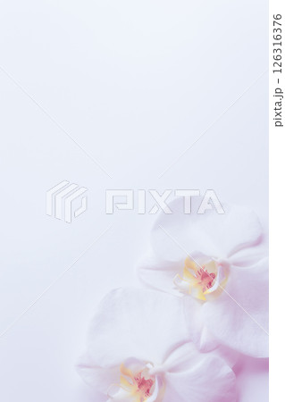 喪中はがき 胡蝶蘭 花背景 喪中はがき 胡蝶蘭 花背景 126316376