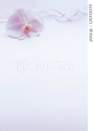 喪中はがき 胡蝶蘭 花背景 喪中はがき 胡蝶蘭 花背景 126316379