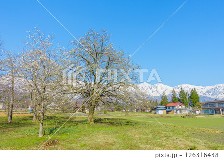 四十九院のこぶしと北アルプス【北安曇郡白馬村】 四十九院のこぶしと北アルプス【北安曇郡白馬村】 126316438