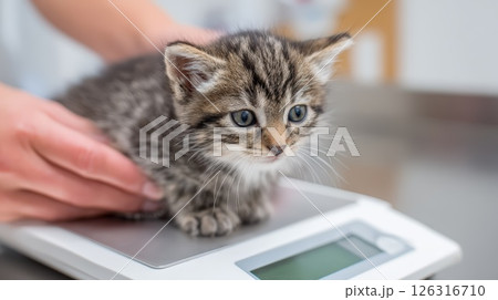 Kitten Being Weighed on Digital Animal Scale at Veterinary Clinic 126316710