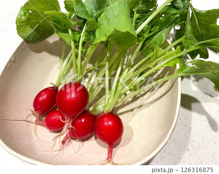 家庭菜園で育てたラディッシュを収穫して洗った114 126316875