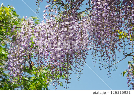 藤の花 126316921