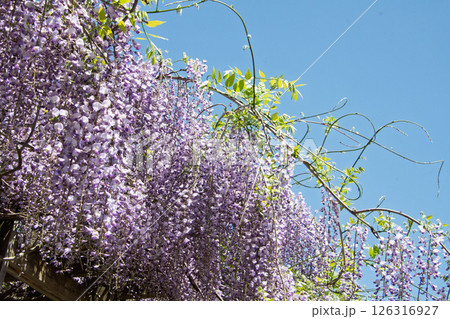 藤の花 126316927