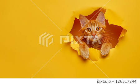 red cat breaking through yellow paper hole, banner with copy space 126317244