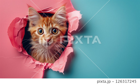 red cat breaking through pink blue paper hole, banner with copy space 126317245