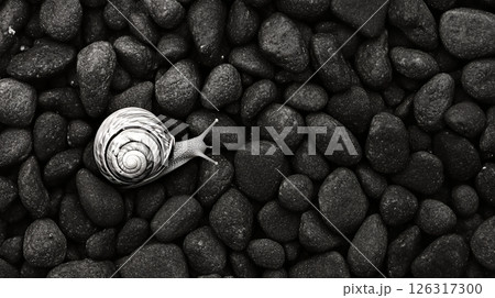 A snail slowly moving across a pebbled path, illustrating the beauty of monochrome textures and patterns 126317300