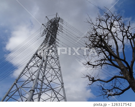 送電線と木と青空-3 送電線と木と青空-3 126317542