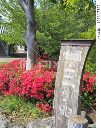 長野県 懐古園のツツジの景観 5月 長野県 懐古園のツツジの景観 5月 126317561