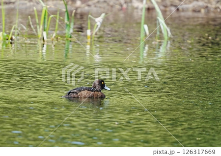 池で泳ぐキンクロハジロ 池で泳ぐキンクロハジロ 126317669