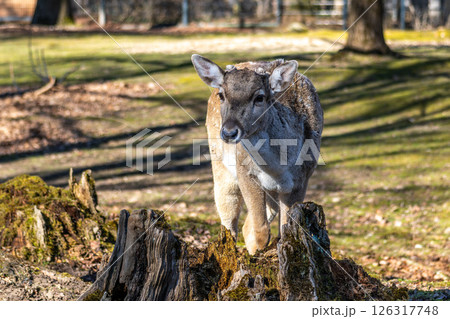 The fallow deer, Dama mesopotamica is a ruminant mammal 126317748