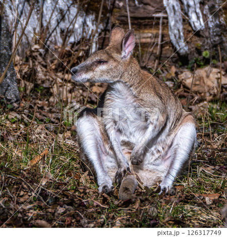 The agile wallaby, Macropus agilis also known as the sandy wallaby 126317749