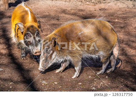 Red river hog, Potamochoerus porcus, also known as the bush pig. 126317750