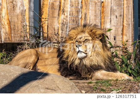 The lion, Panthera leo is one of the four big cats in the genus Panthera 126317751