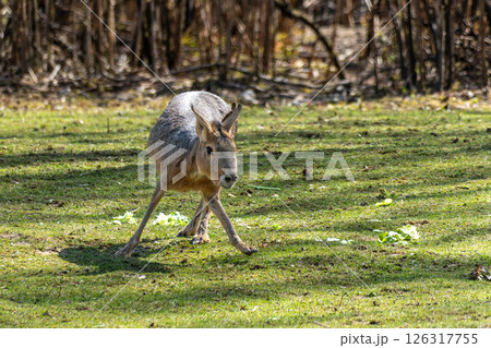 Patagonian Mara, Dolichotis patagonum are large relatives of guinea pigs 126317755