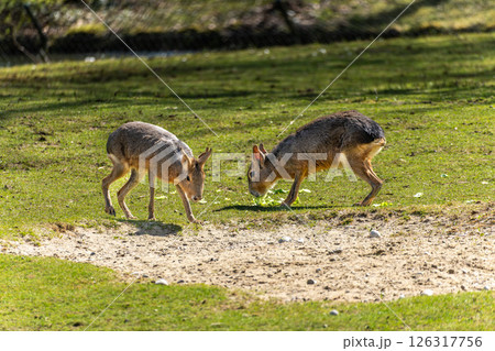 Patagonian Mara, Dolichotis patagonum are large relatives of guinea pigs 126317756
