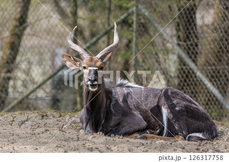 Nyala Antelope - Tragelaphus angasii. Wild life animal. Nyala Antelope - Tragelaphus angasii. Wild life animal. 126317758