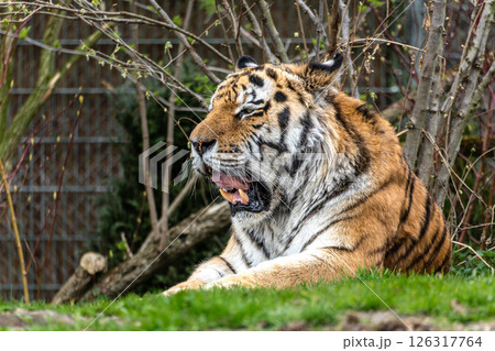 The Siberian tiger,Panthera tigris altaica in a park 126317764