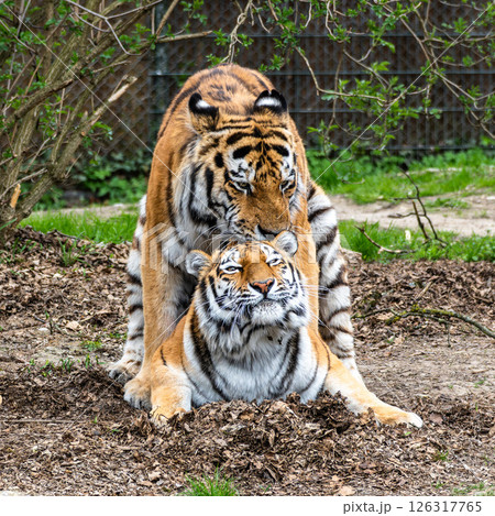 Mating Siberian tigers, Panthera tigris altaica in a park 126317765