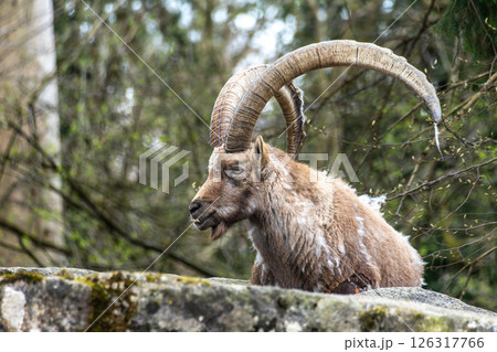 Male mountain ibex or capra ibex on a rock living in the European alps Male mountain ibex or capra ibex on a rock living in the European alps 126317766