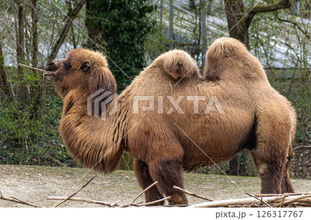 Bactrian camel, Camelus bactrianus in a german park 126317767