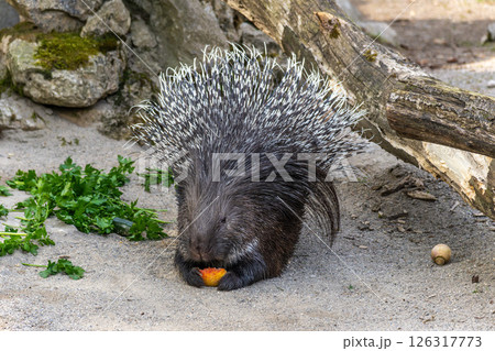 Indian crested Porcupine, Hystrix indica in a german nature park 126317773