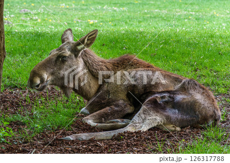 European Moose, Alces alces, also known as the elk 126317788