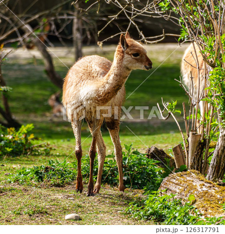 Vicunas, Vicugna Vicugna, relatives of the llama in a German park Vicunas, Vicugna Vicugna, relatives of the llama in a German park 126317791