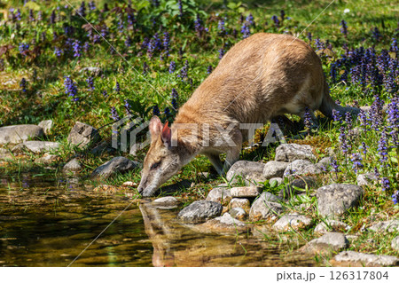 The agile wallaby, Macropus agilis also known as the sandy wallaby 126317804