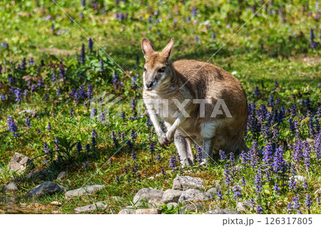 The agile wallaby, Macropus agilis also known as the sandy wallaby The agile wallaby, Macropus agilis also known as the sandy wallaby 126317805
