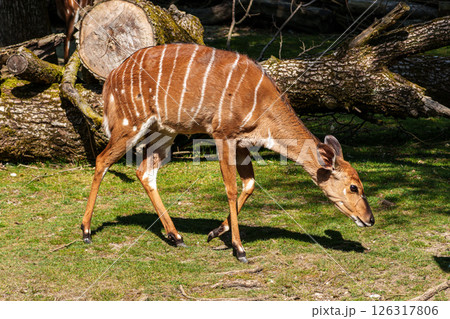 Nyala Antelope - Tragelaphus angasii. Wild life animal. Nyala Antelope - Tragelaphus angasii. Wild life animal. 126317806