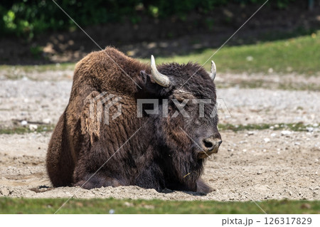 American buffalo known as bison, Bos bison in a german park American buffalo known as bison, Bos bison in a german park 126317829