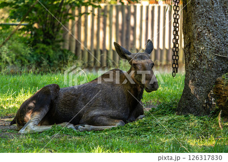 European Moose, Alces alces, also known as the elk 126317830