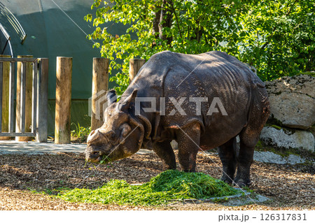 The Indian Rhinoceros, Rhinoceros unicornis aka Greater One-horned Rhinoceros The Indian Rhinoceros, Rhinoceros unicornis aka Greater One-horned Rhinoceros 126317831