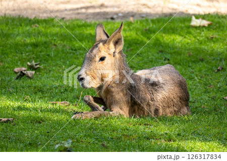 Patagonian Mara, Dolichotis patagonum are large relatives of guinea pigs 126317834