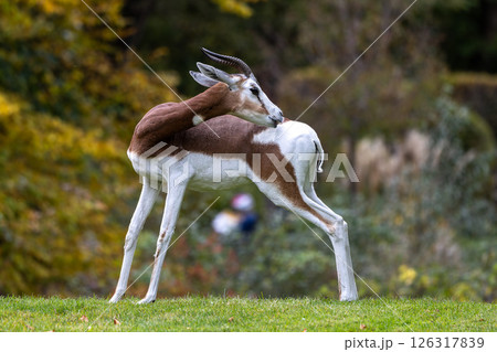 Dama gazelle, Gazella dama mhorr or mhorr gazelle is a species of gazelle 126317839