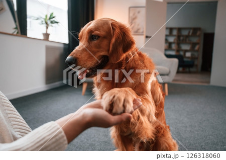 Holding the paw. Cute golden retriever is in domestic room with his owner, beautiful young woman 126318060
