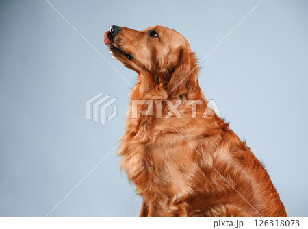 View from the side. Cute golden retriever dog is sitting indoors against white and blue colored background in the studio 126318073