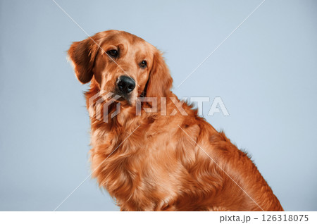 Cute golden retriever dog is sitting indoors against white and blue colored background in the studio Cute golden retriever dog is sitting indoors against white and blue colored background in the studio 126318075