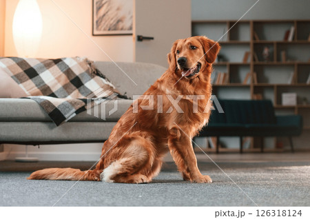 Against sofa, on the floor. Cute Golden retriever dog is indoors in the domestic room Against sofa, on the floor. Cute Golden retriever dog is indoors in the domestic room 126318124