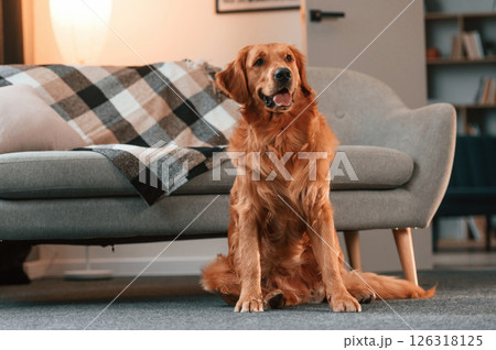 Against sofa, on the floor. Cute Golden retriever dog is indoors in the domestic room Against sofa, on the floor. Cute Golden retriever dog is indoors in the domestic room 126318125