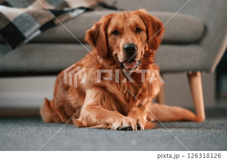 Against sofa, on the floor. Cute Golden retriever dog is indoors in the domestic room Against sofa, on the floor. Cute Golden retriever dog is indoors in the domestic room 126318126