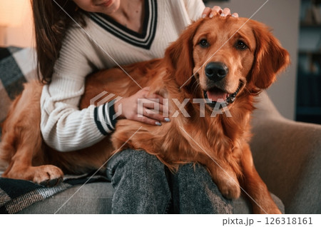 On the sofa together. Cute golden retriever is in domestic room with his owner, beautiful young woman 126318161