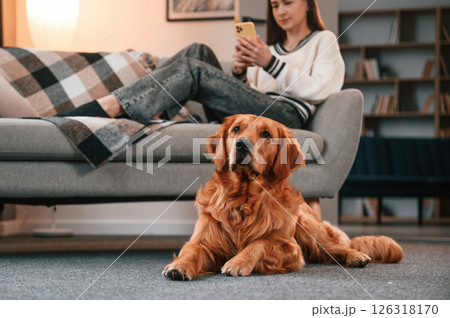 Beautiful young woman is lying down on the sofa with smartphone. Cute golden retriever is in domestic room with his owner Beautiful young woman is lying down on the sofa with smartphone. Cute golden retriever is in domestic room with his owner 126318170