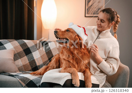 Wearing the Santa hat on the pet. Cute Golden retriever is in domestic room with his owner, beautiful young woman 126318340