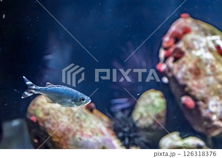 ギンユゴイ 126318376