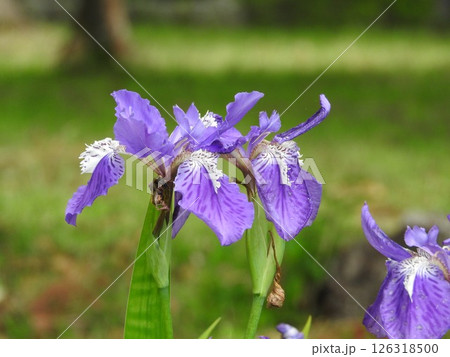 アヤメ科の多年草「イチハツ」の花 126318500